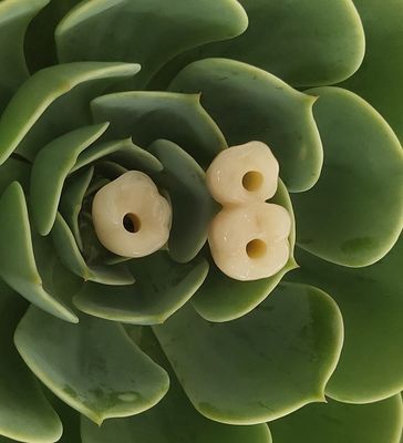 Endosseousの歯科インプラントは戴冠する