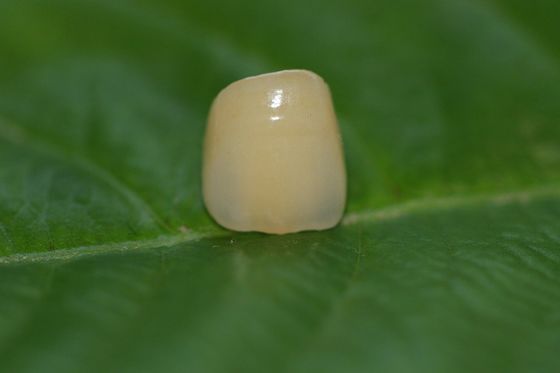 前方の歯のための歯科設計実験室の完全な陶磁器ISO13485ジルコニアの歯科王冠